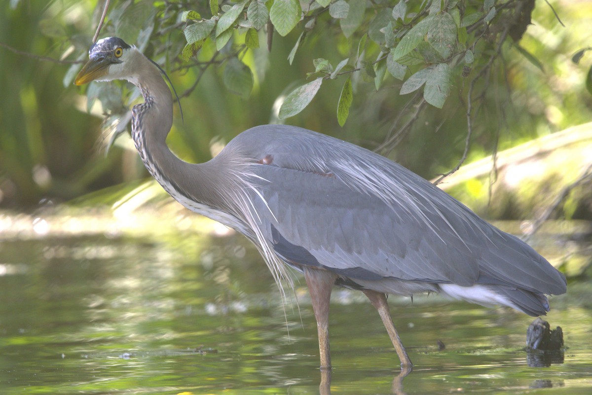 Great Blue Heron - David Bennett