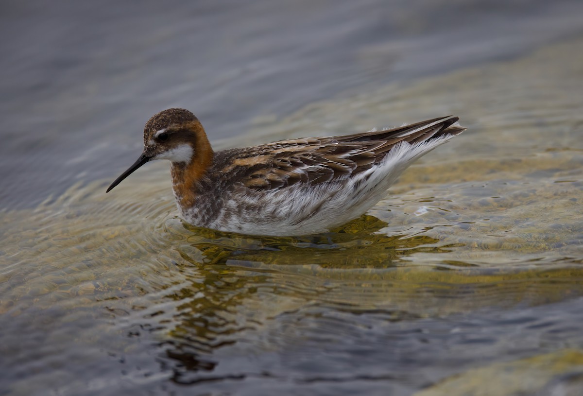 Red-necked Phalarope - Matt Yawney