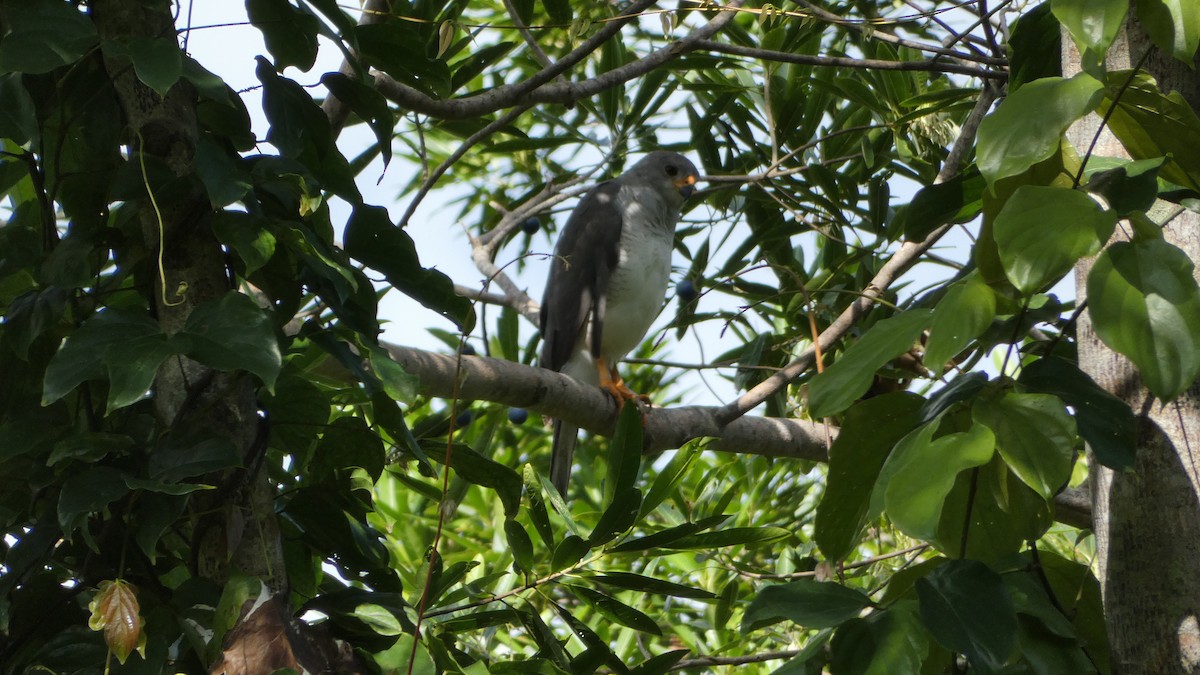 Gray Goshawk - ML619473805