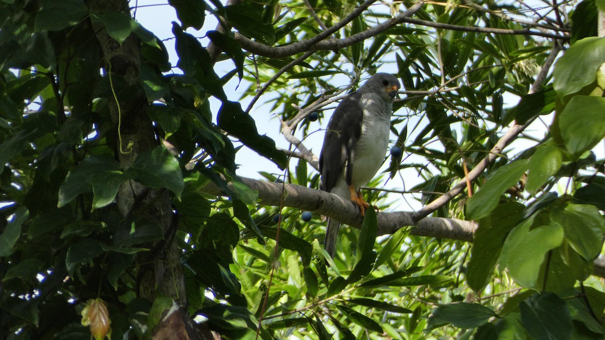 Gray Goshawk - ML619473806