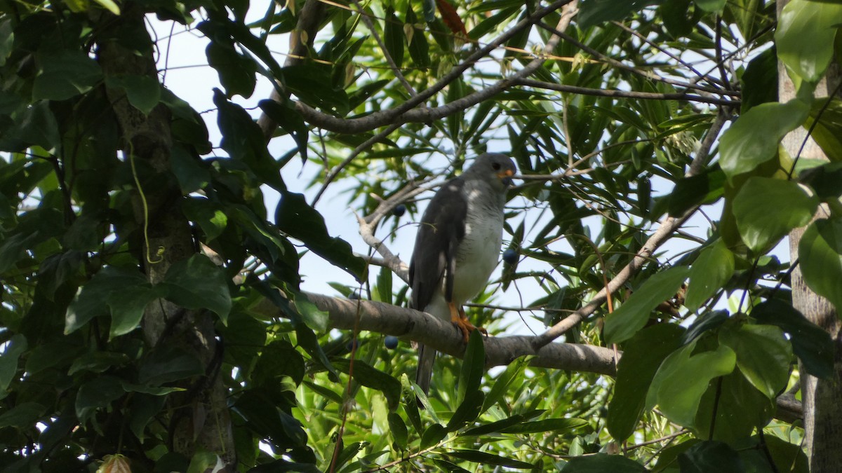 Gray Goshawk - Morgan Pickering