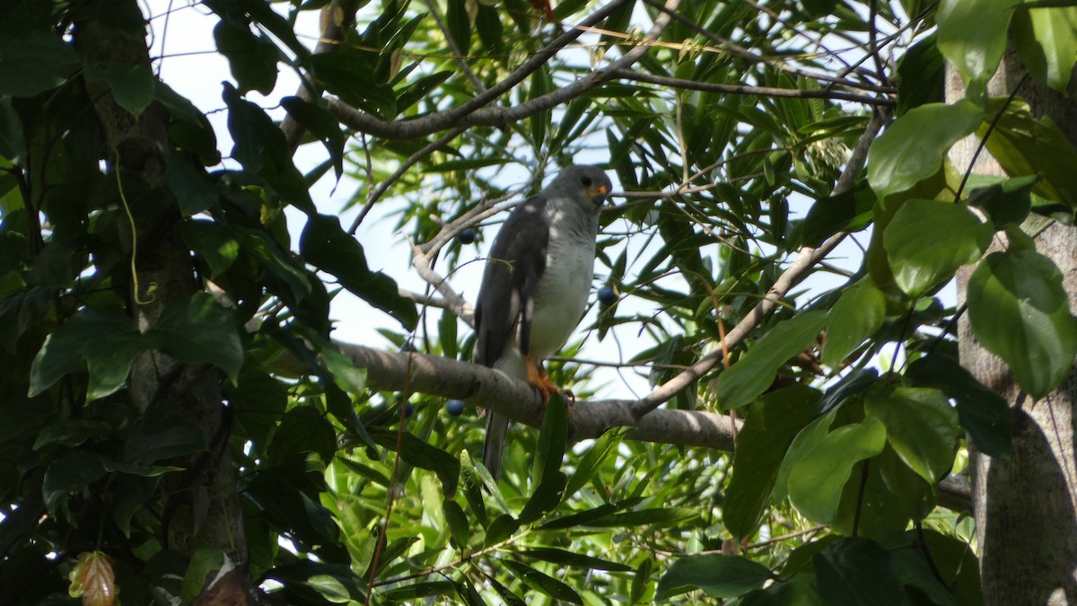 Gray Goshawk - ML619473808