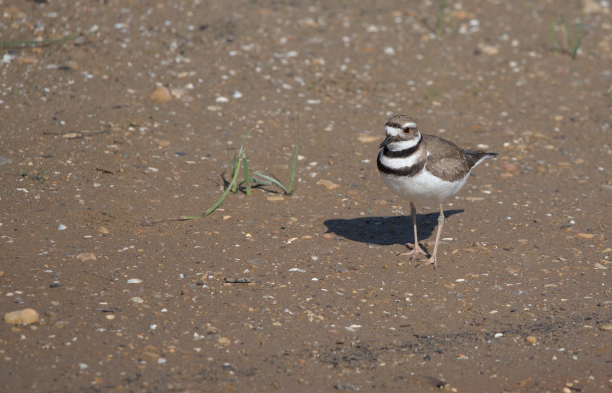 Killdeer - Sean McCann