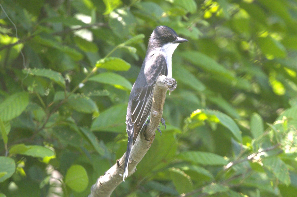 Eastern Kingbird - David Bennett