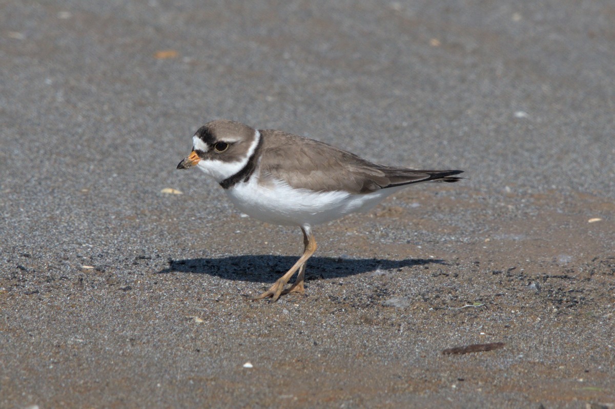 Semipalmated Plover - Sean McCann