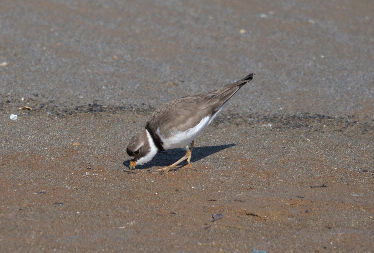 Semipalmated Plover - Sean McCann