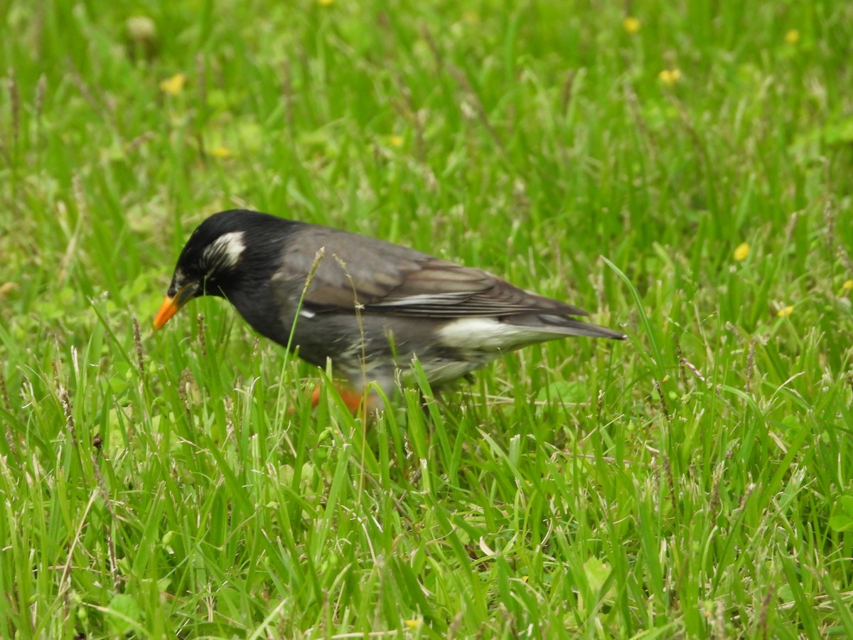 White-cheeked Starling - Ryo Hn