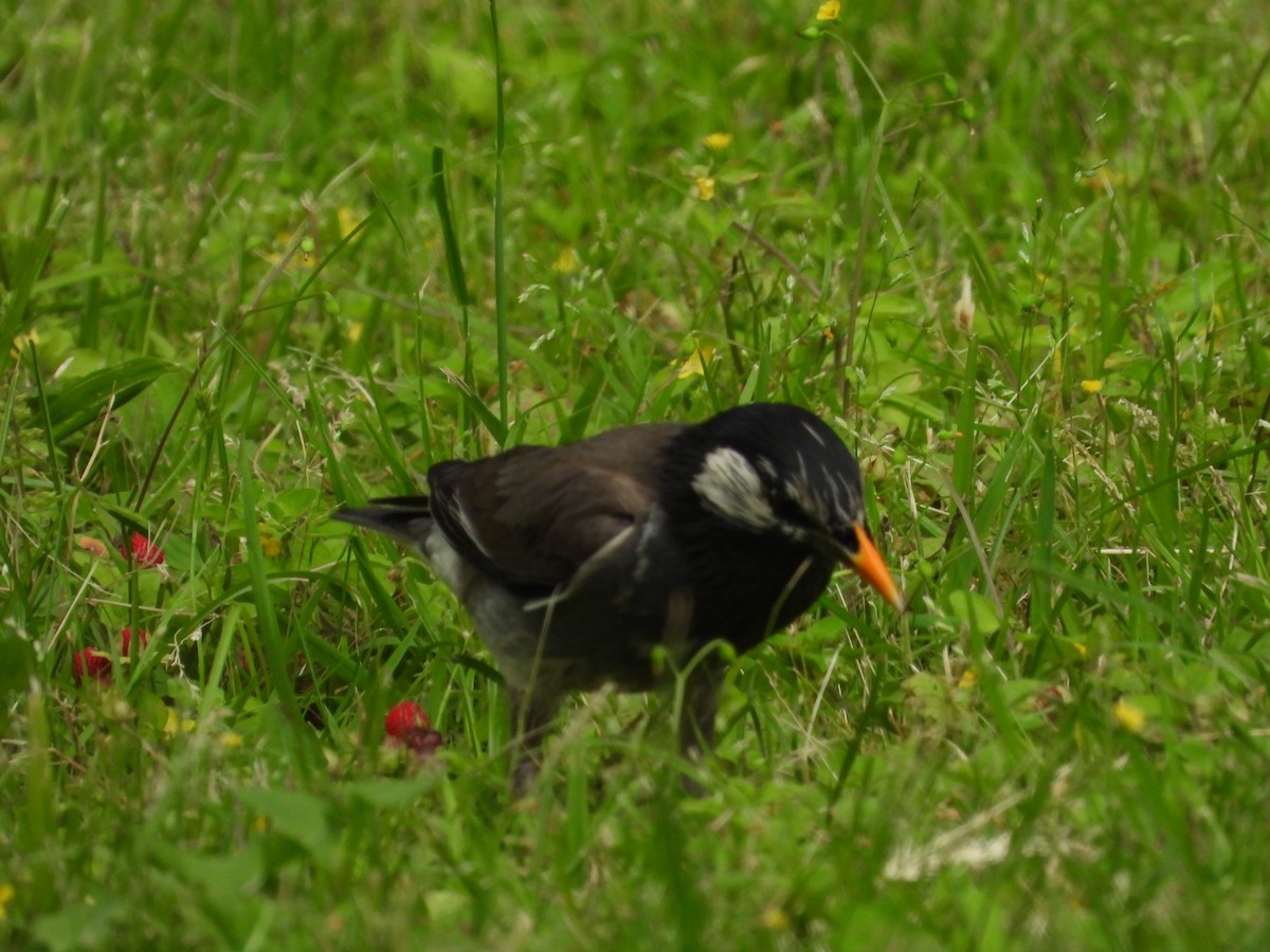 White-cheeked Starling - Ryo Hn