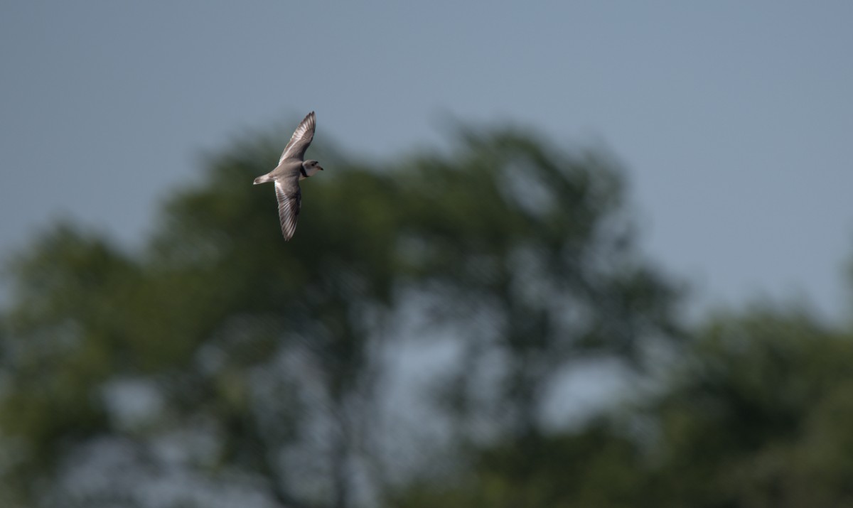 Piping Plover - Sean McCann