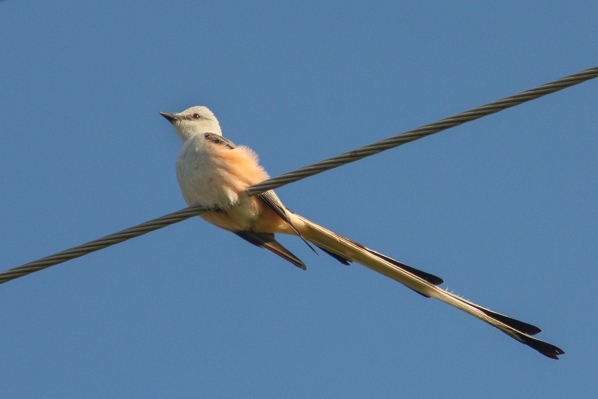 Scissor-tailed Flycatcher - Katrina Klempa