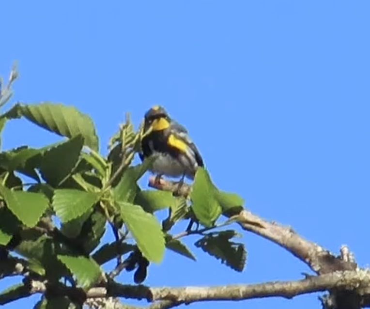 Yellow-rumped Warbler - Latha Raghavendra