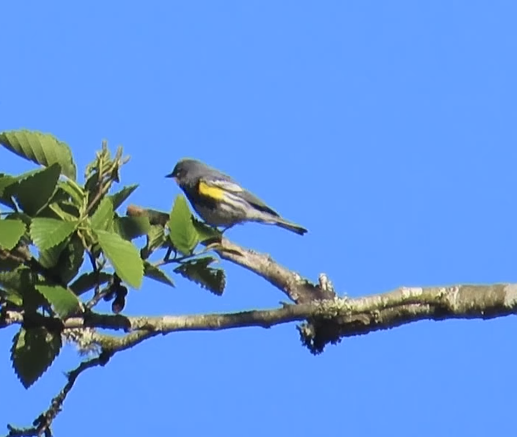 Yellow-rumped Warbler - Latha Raghavendra