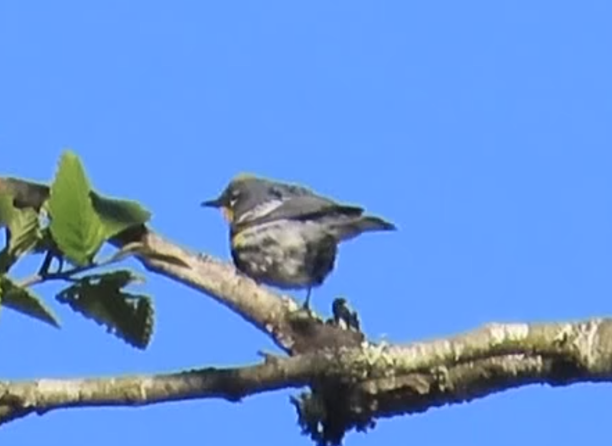 Yellow-rumped Warbler - Latha Raghavendra