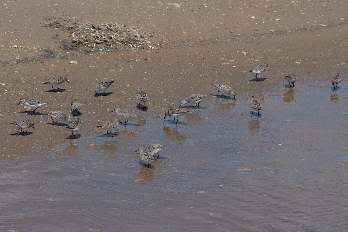 Semipalmated Sandpiper - Sean McCann