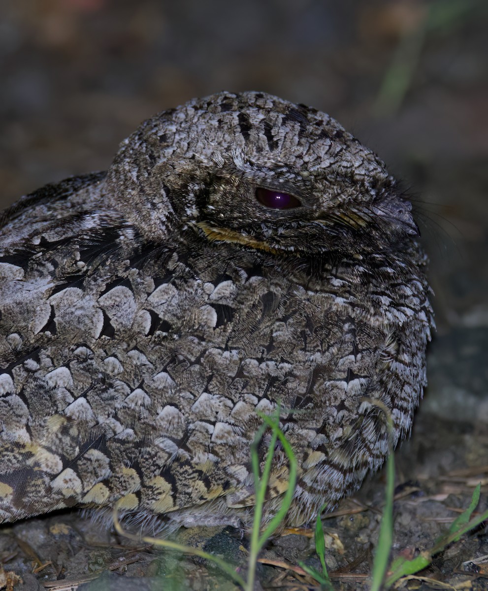 Common Poorwill - Matt Yawney