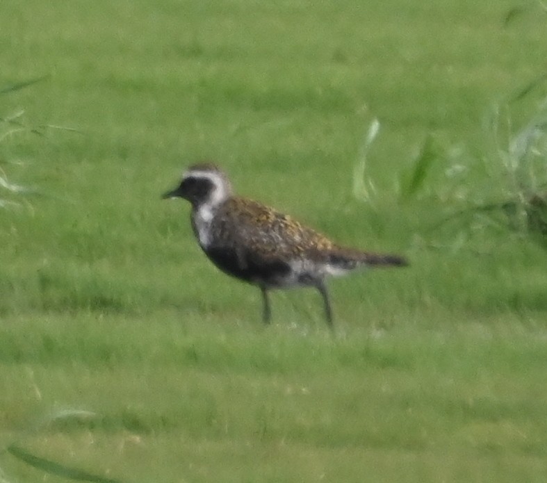 Black-bellied Plover - Steve Davis