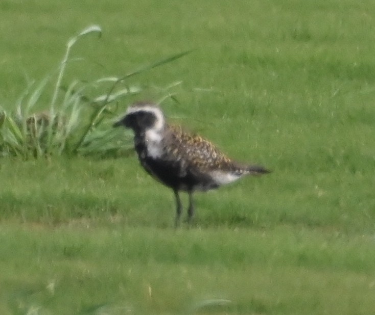 Black-bellied Plover - Steve Davis