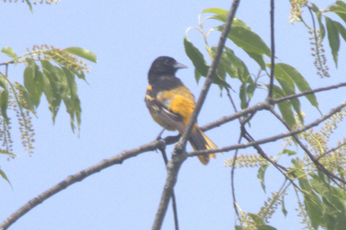 Baltimore Oriole - David Bennett