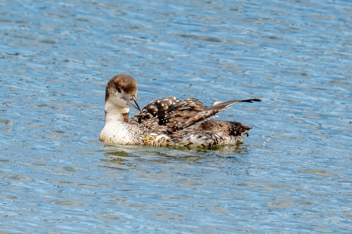 Pacific Loon - Xiang Gao