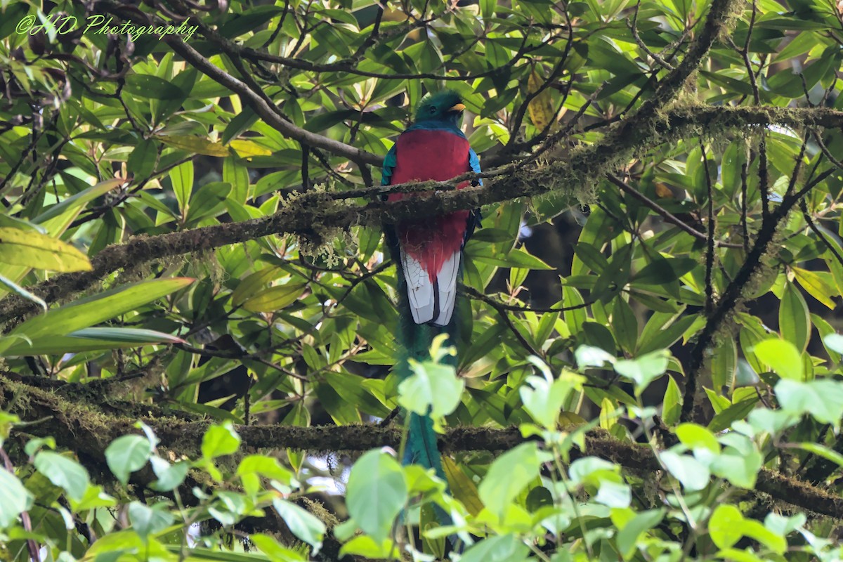 Resplendent Quetzal - Hugues Debeyser