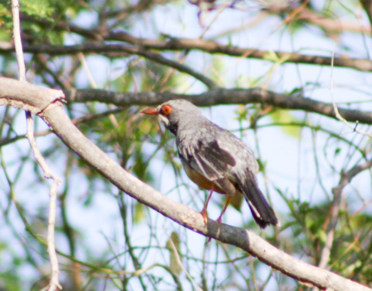 Red-legged Thrush - Serguei Alexander López Perez