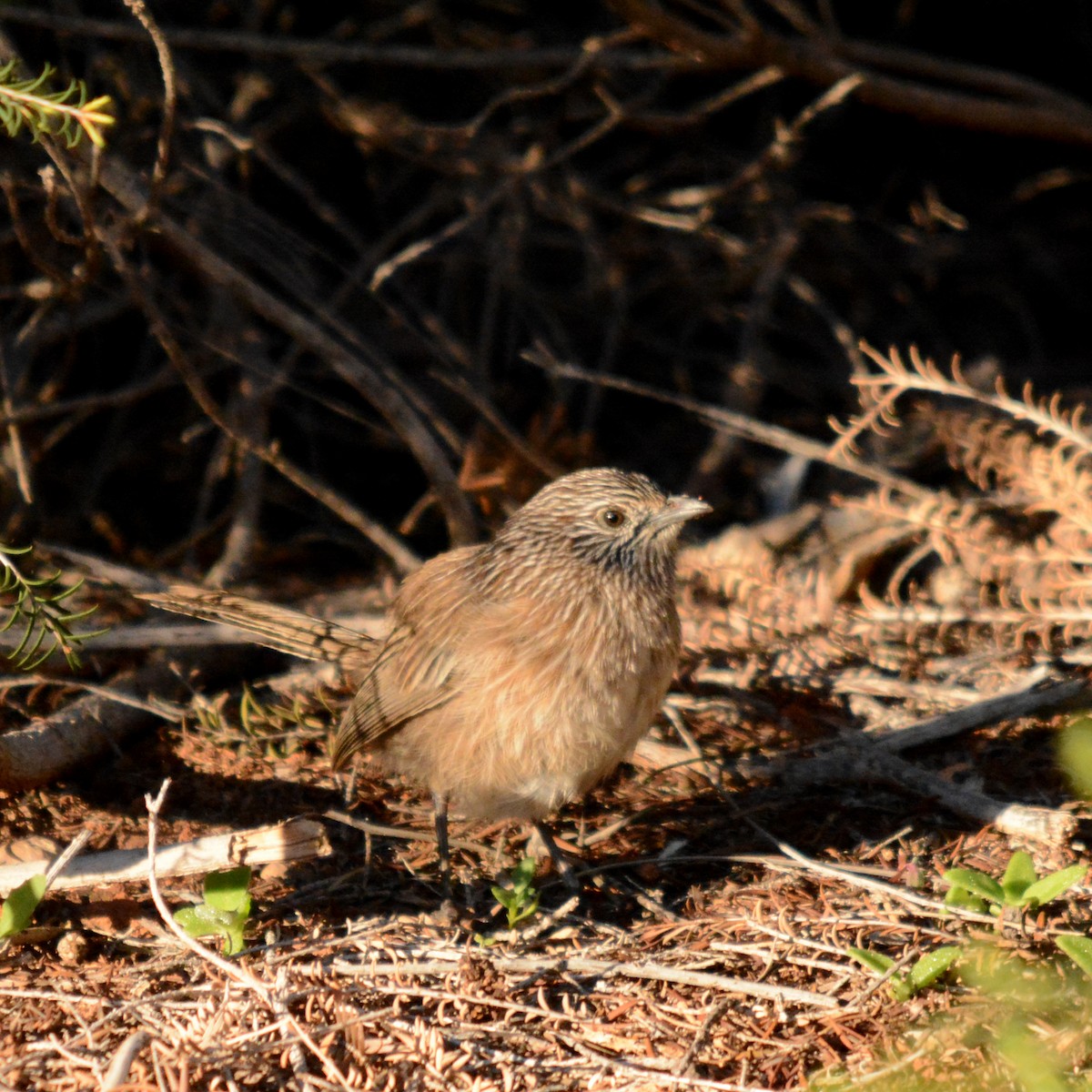 Western Grasswren (Western) - Morgan Pickering