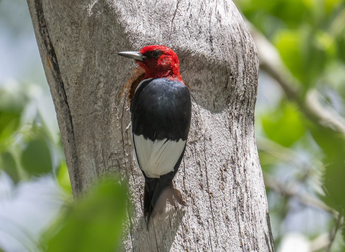 Red-headed Woodpecker - Philip Reimers