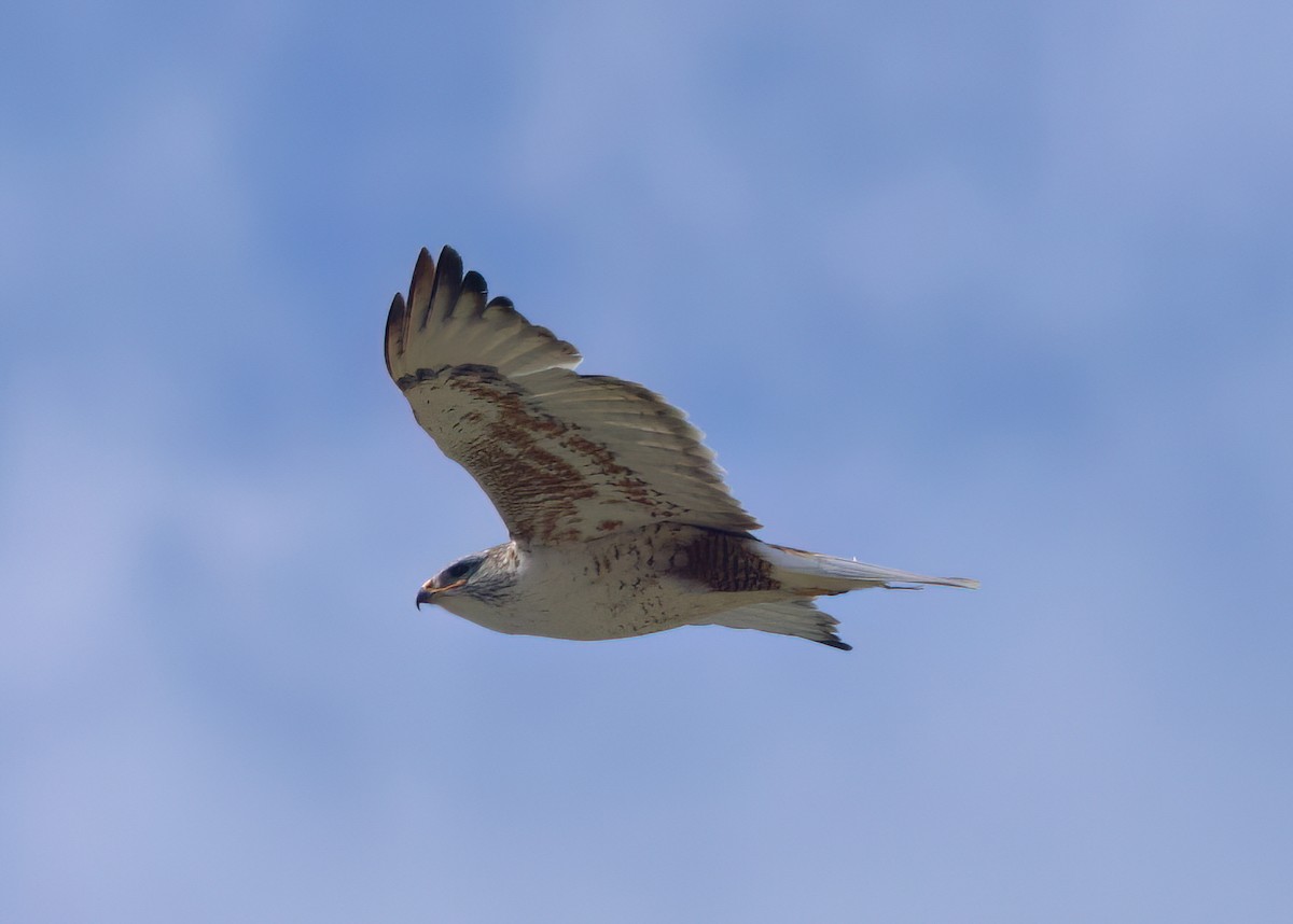 Ferruginous Hawk - Matt Yawney