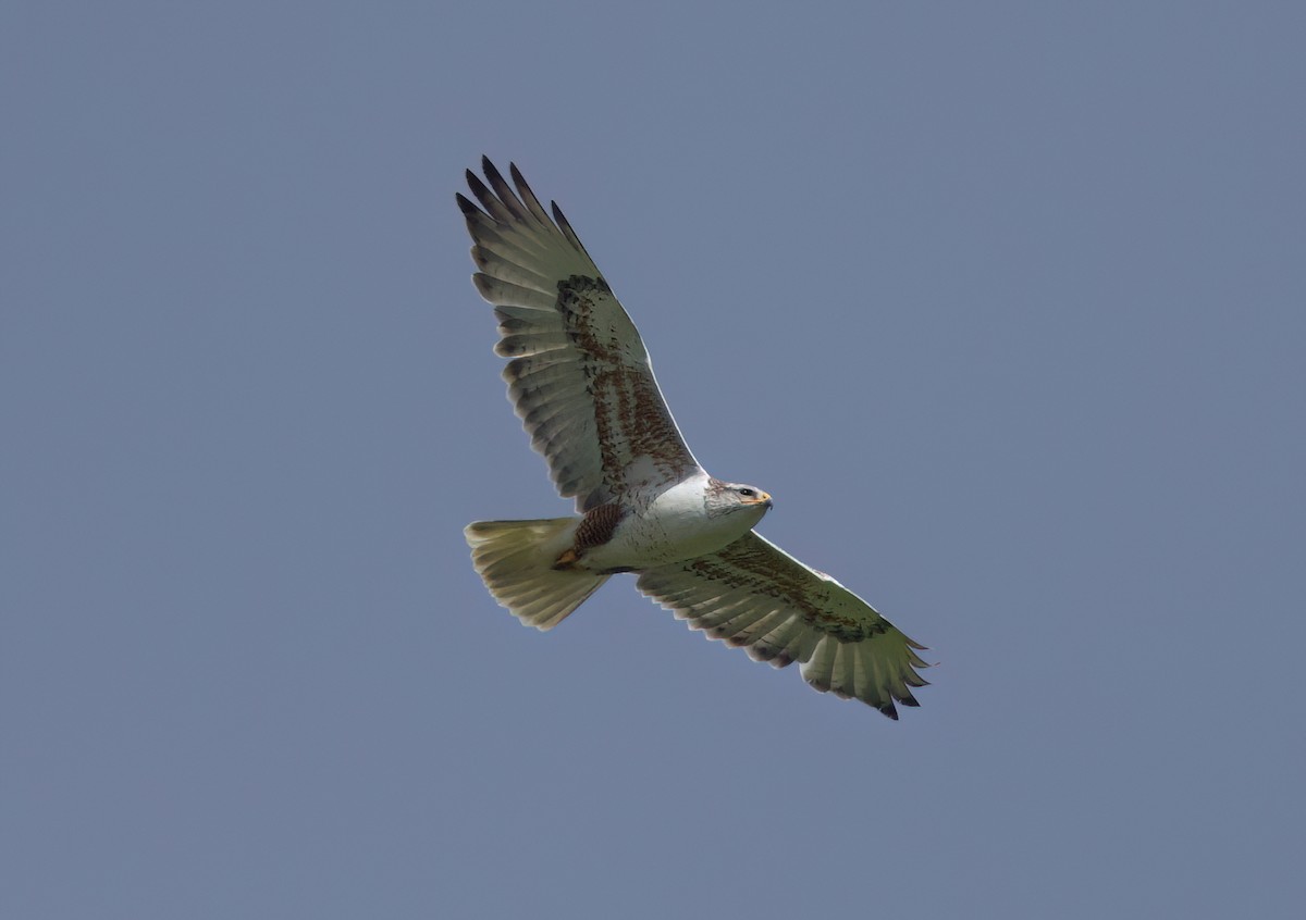 Ferruginous Hawk - Matt Yawney