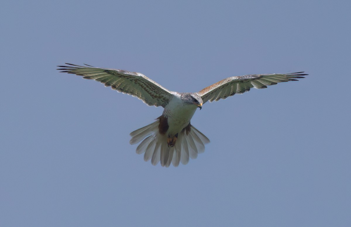 Ferruginous Hawk - Matt Yawney