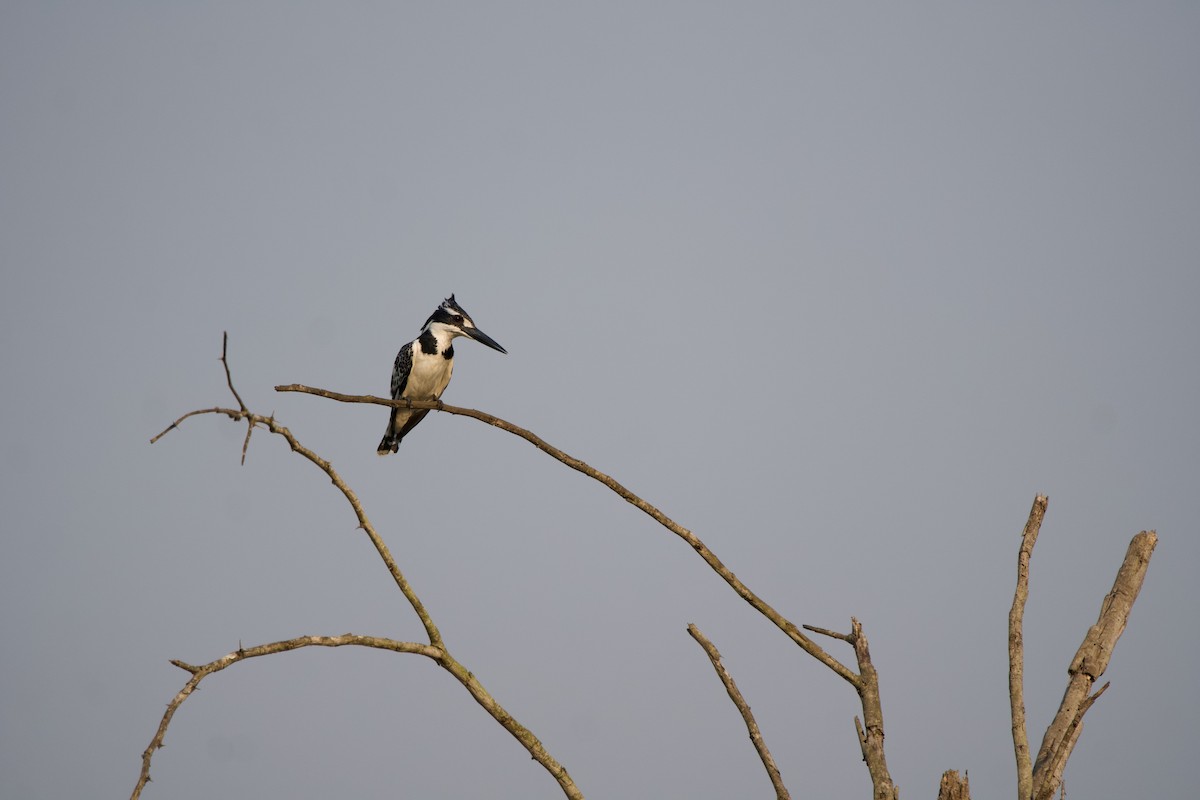 Pied Kingfisher - Nick Leiby