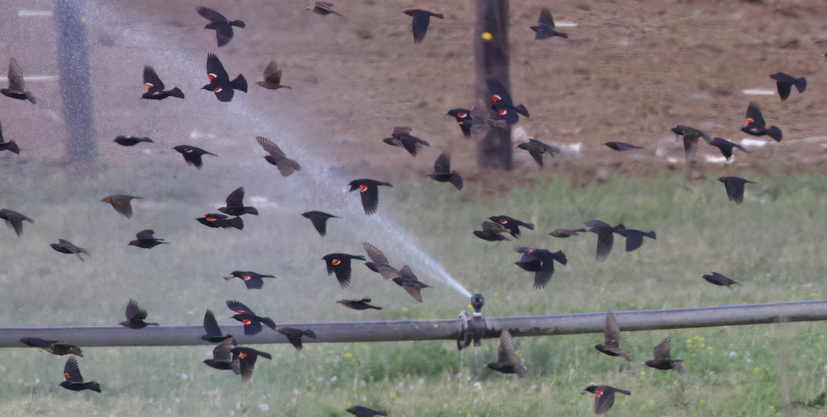 Tricolored Blackbird - Matt Yawney