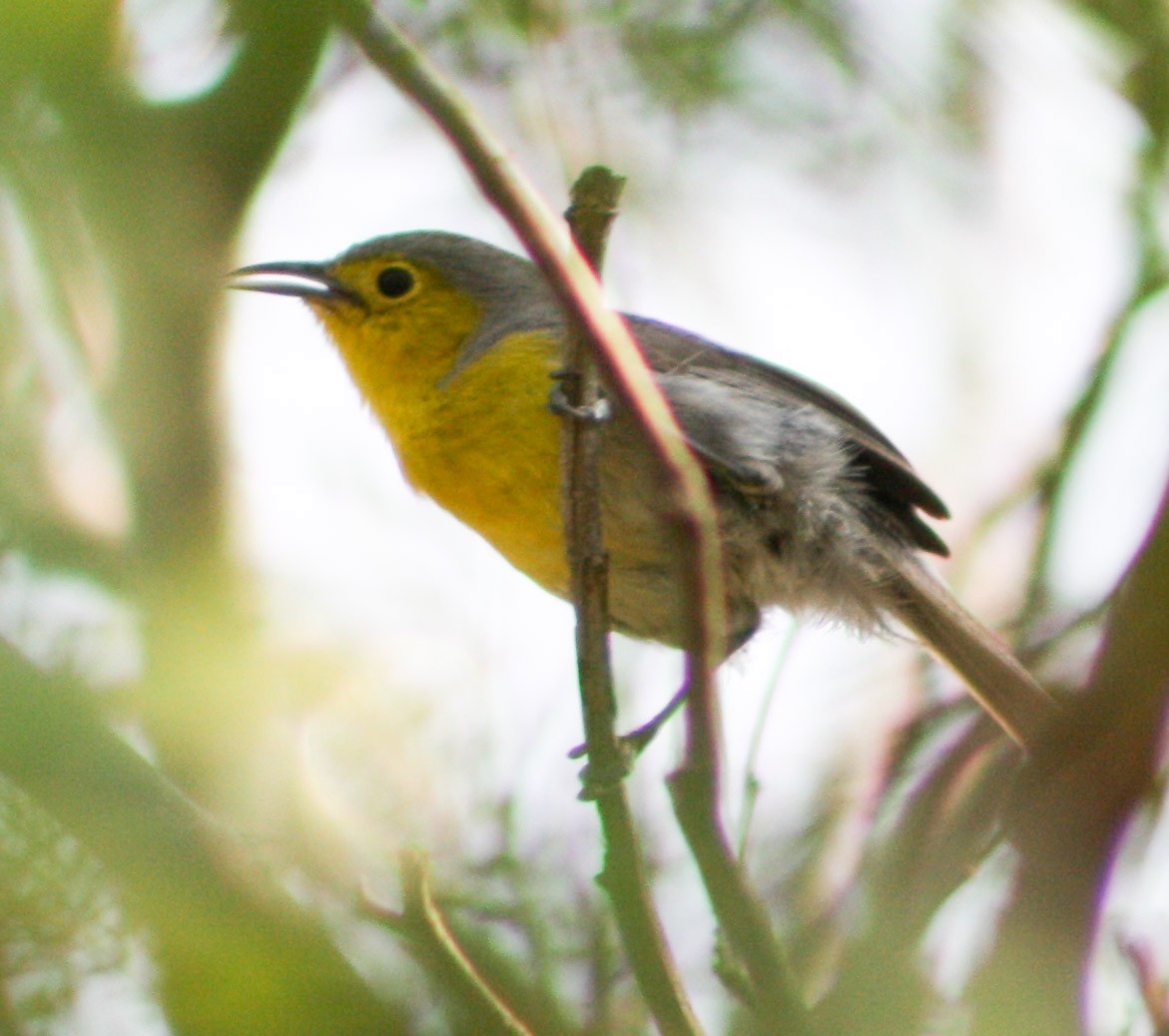 Oriente Warbler - ML619473879