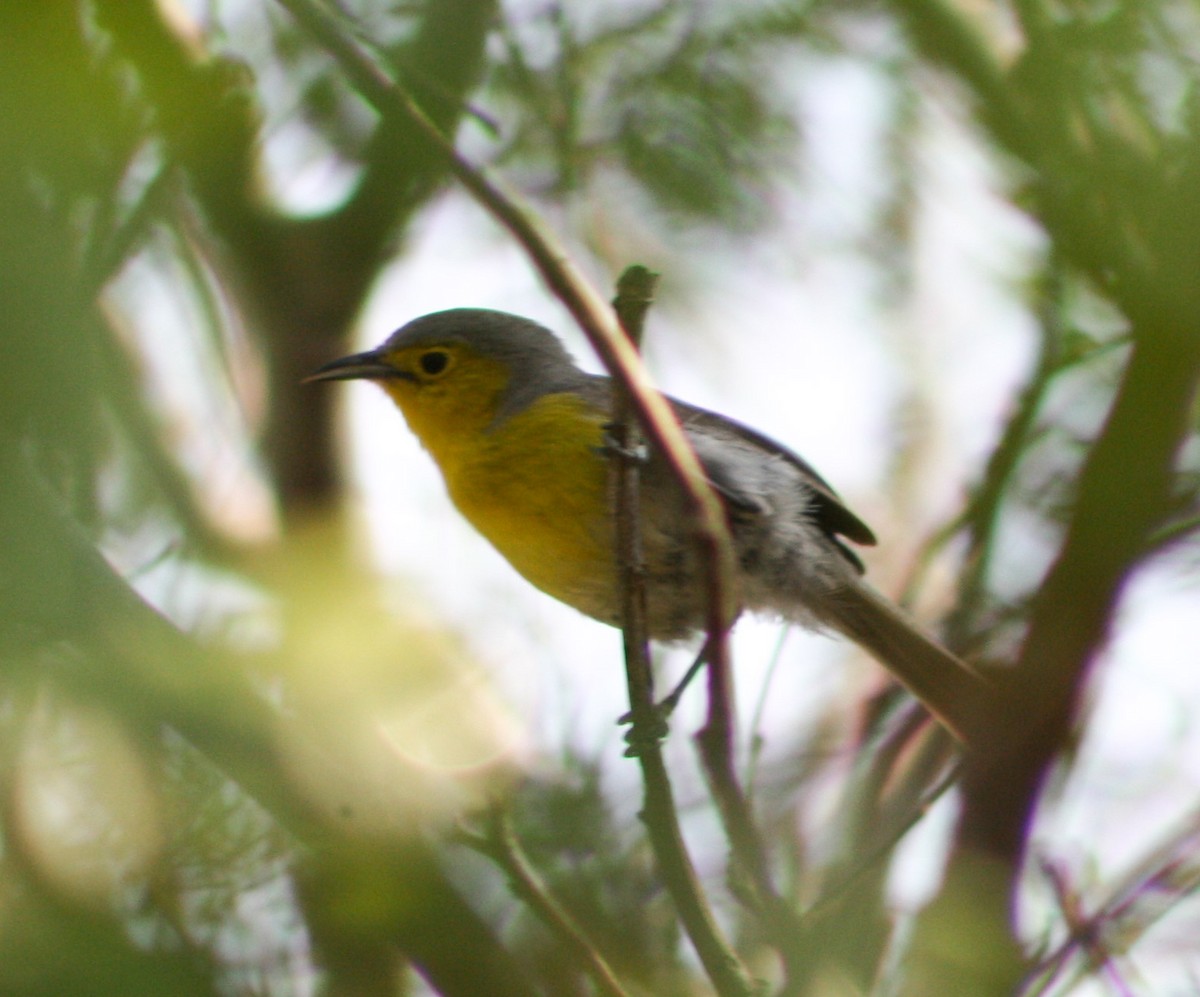 Oriente Warbler - ML619473881