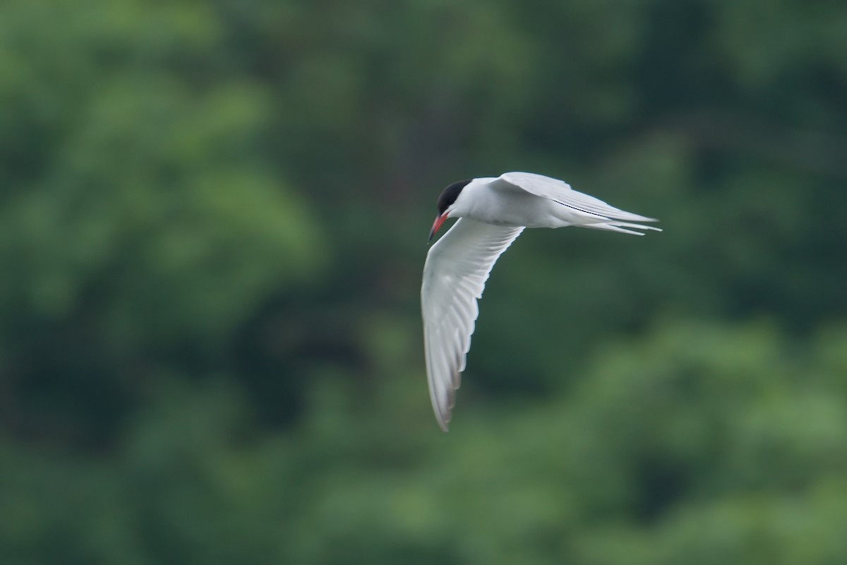 Common Tern - Kateřina Mrhačová