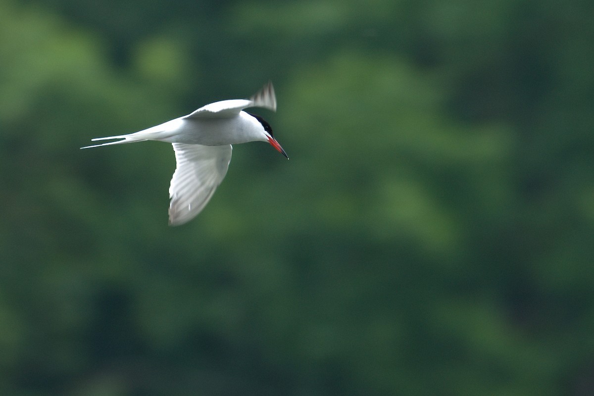 Common Tern - Kateřina Mrhačová