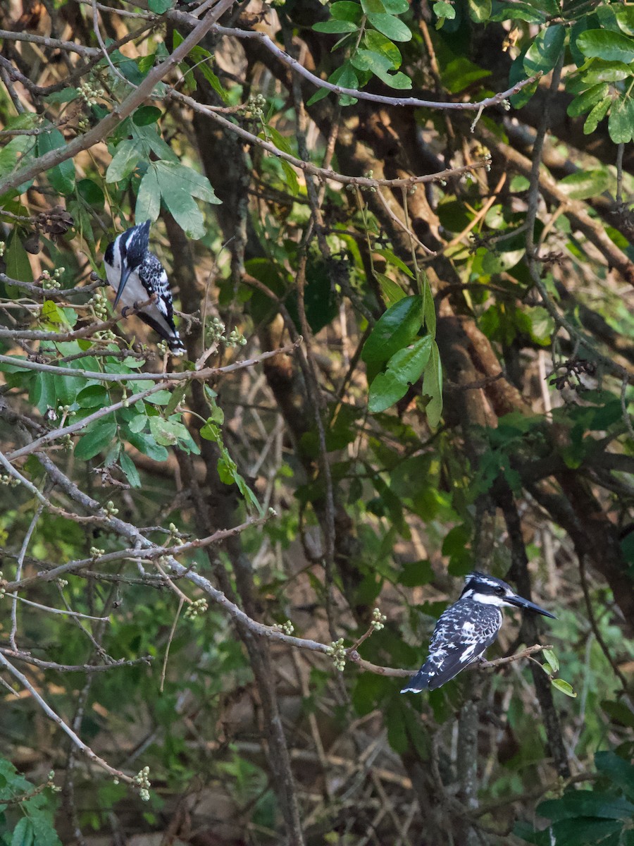 Pied Kingfisher - Nick Leiby