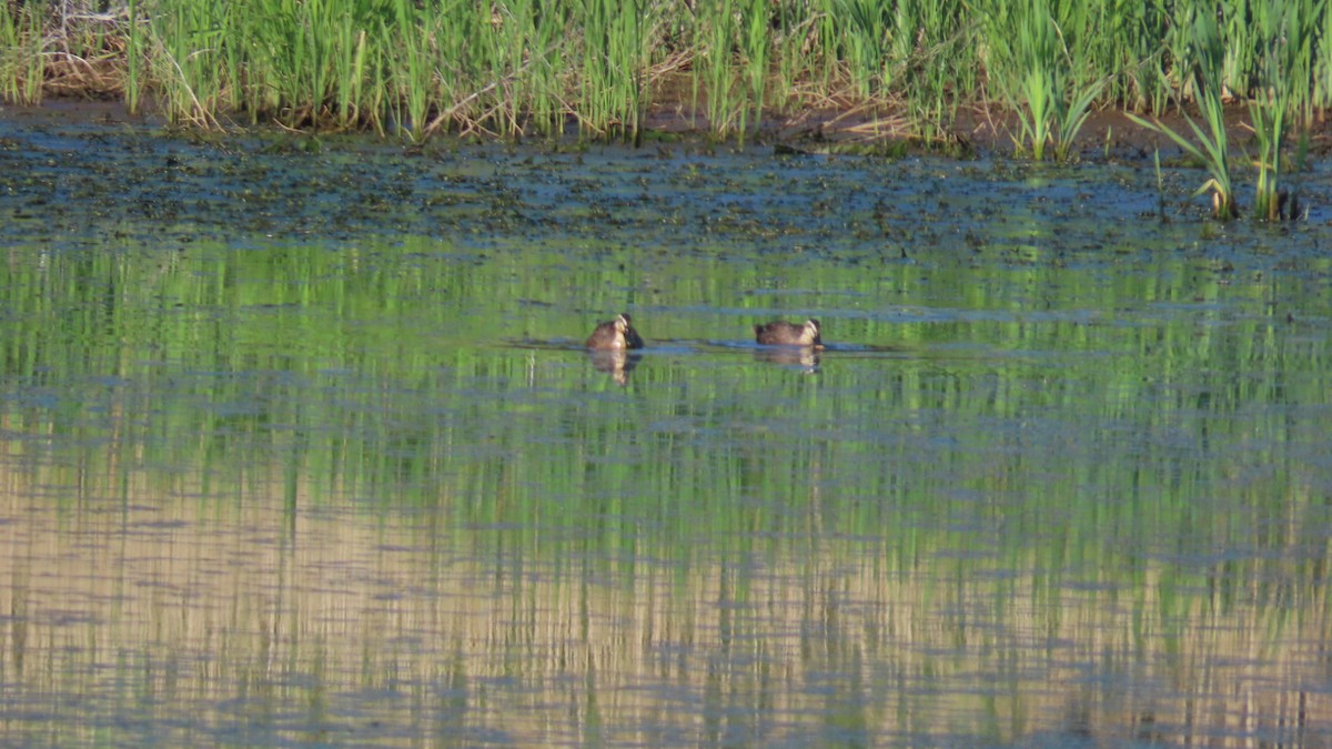 Eastern Spot-billed Duck - YUKIKO ISHIKAWA