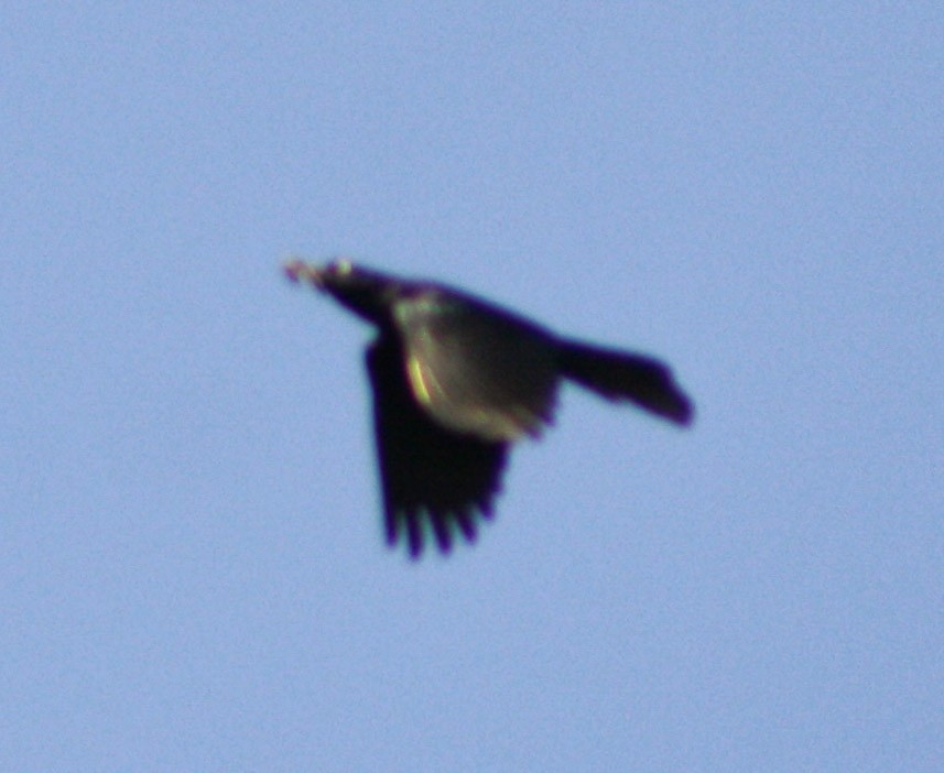 Greater Antillean Grackle - Serguei Alexander López Perez