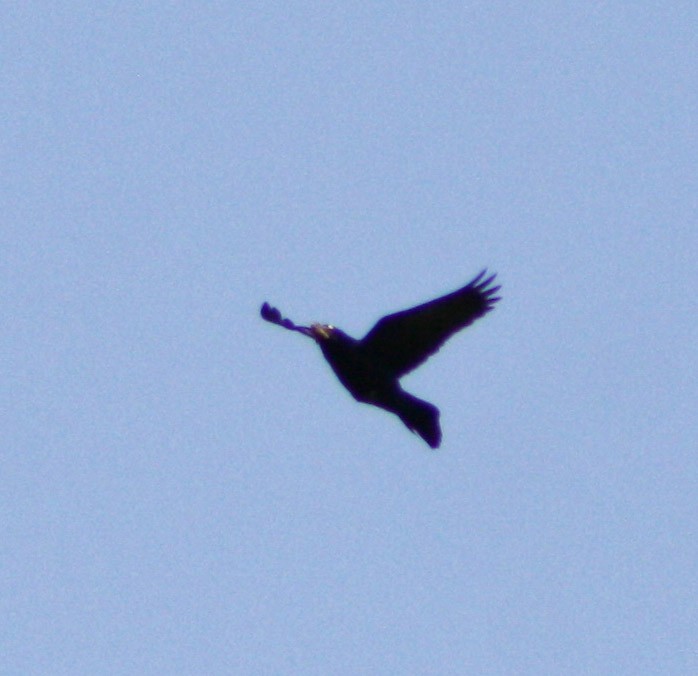 Greater Antillean Grackle - Serguei Alexander López Perez