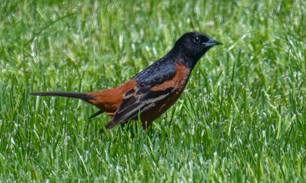 Orchard Oriole - Philip Reimers