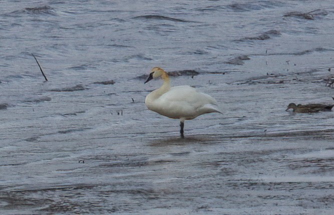 Tundra Swan - Matt Yawney