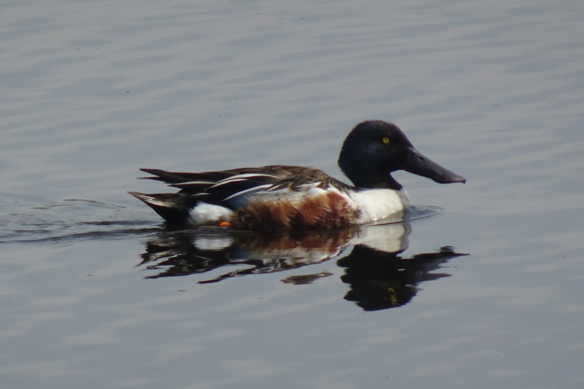 Northern Shoveler - Faelle Harvey