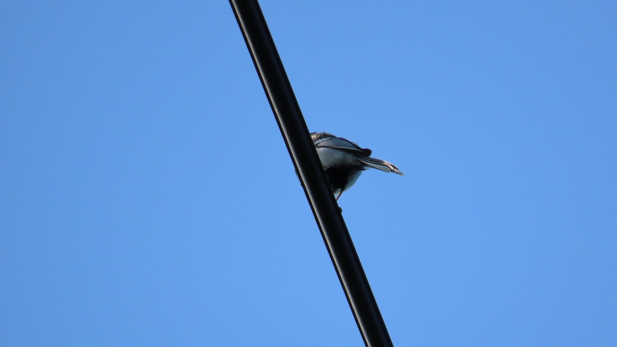 Japanese Tit - YUKIKO ISHIKAWA