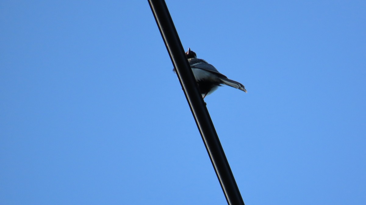 Japanese Tit - YUKIKO ISHIKAWA