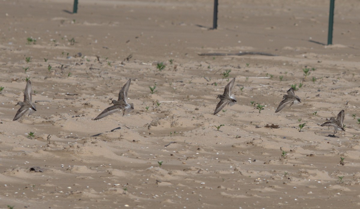 White-rumped Sandpiper - Sean McCann