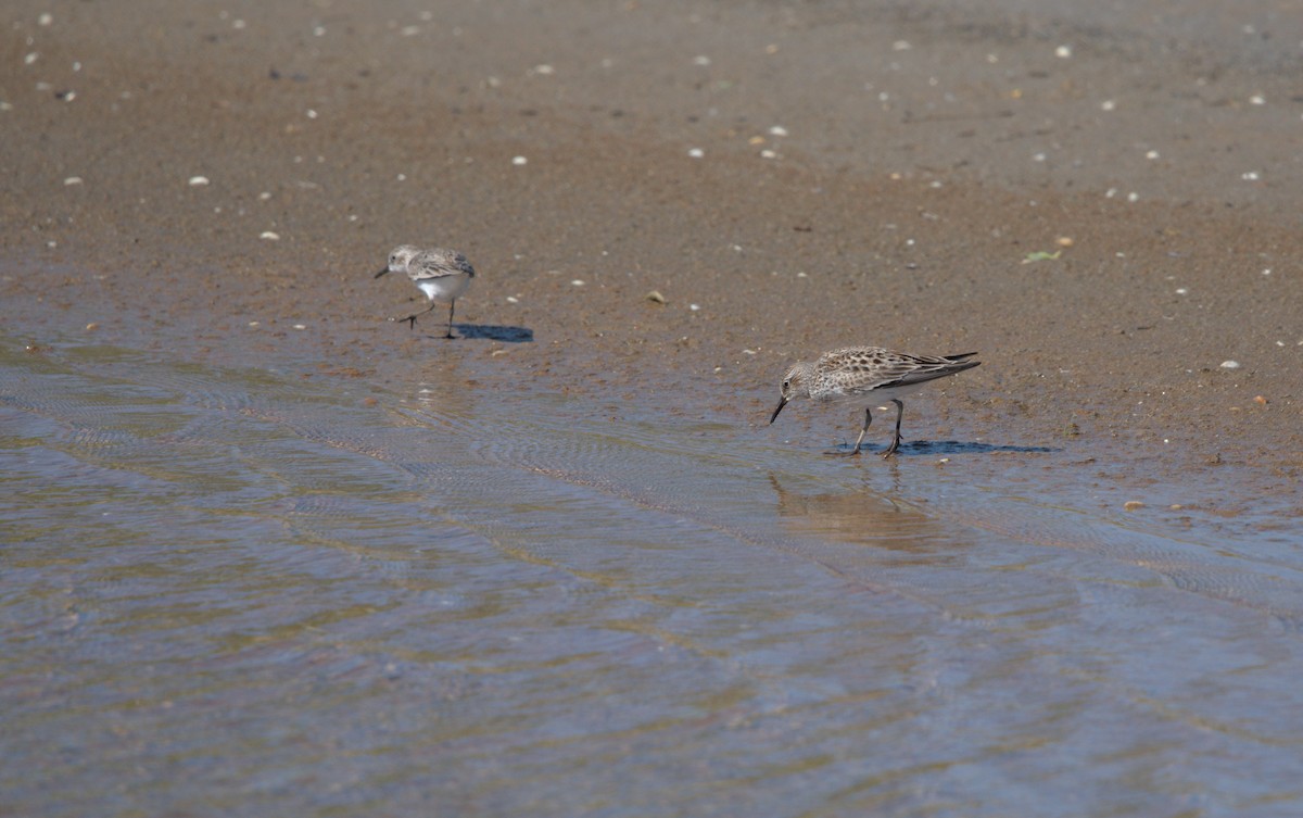 White-rumped Sandpiper - Sean McCann