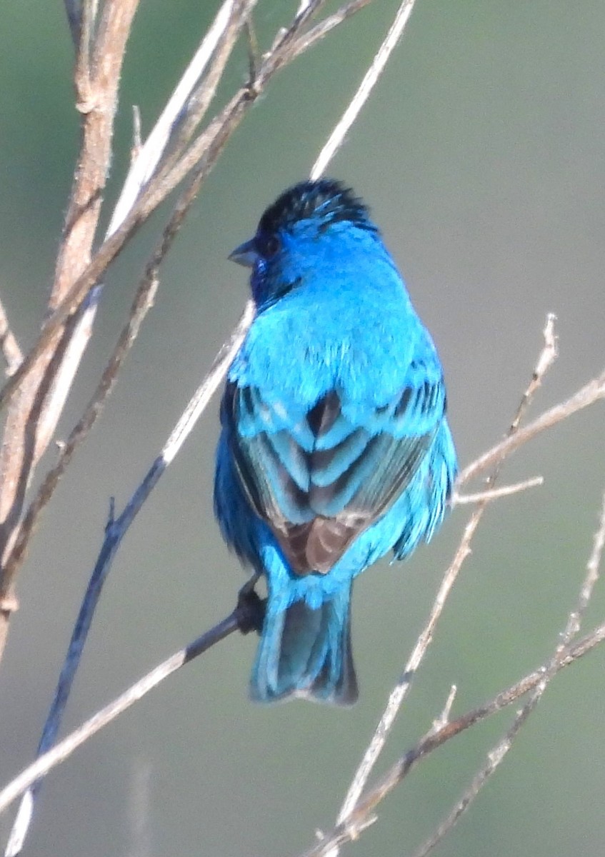 Indigo Bunting - Paul McKenzie