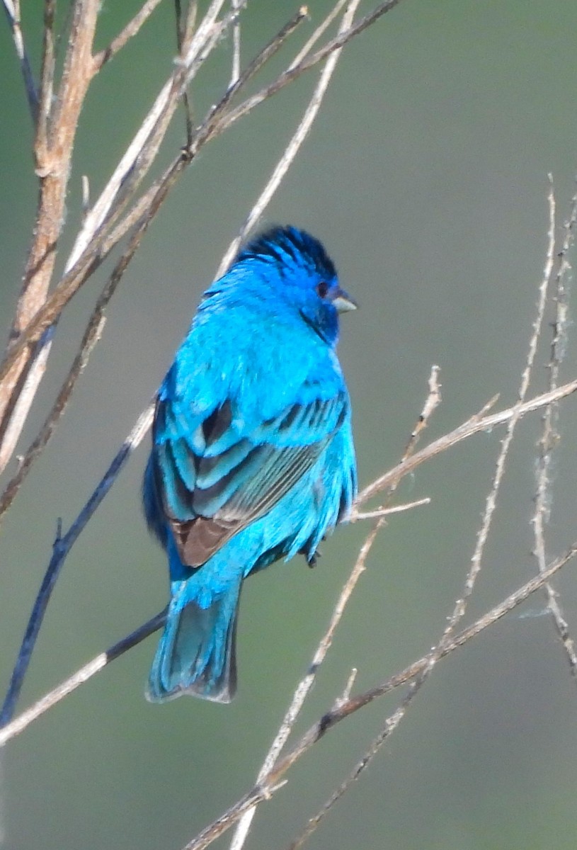 Indigo Bunting - Paul McKenzie