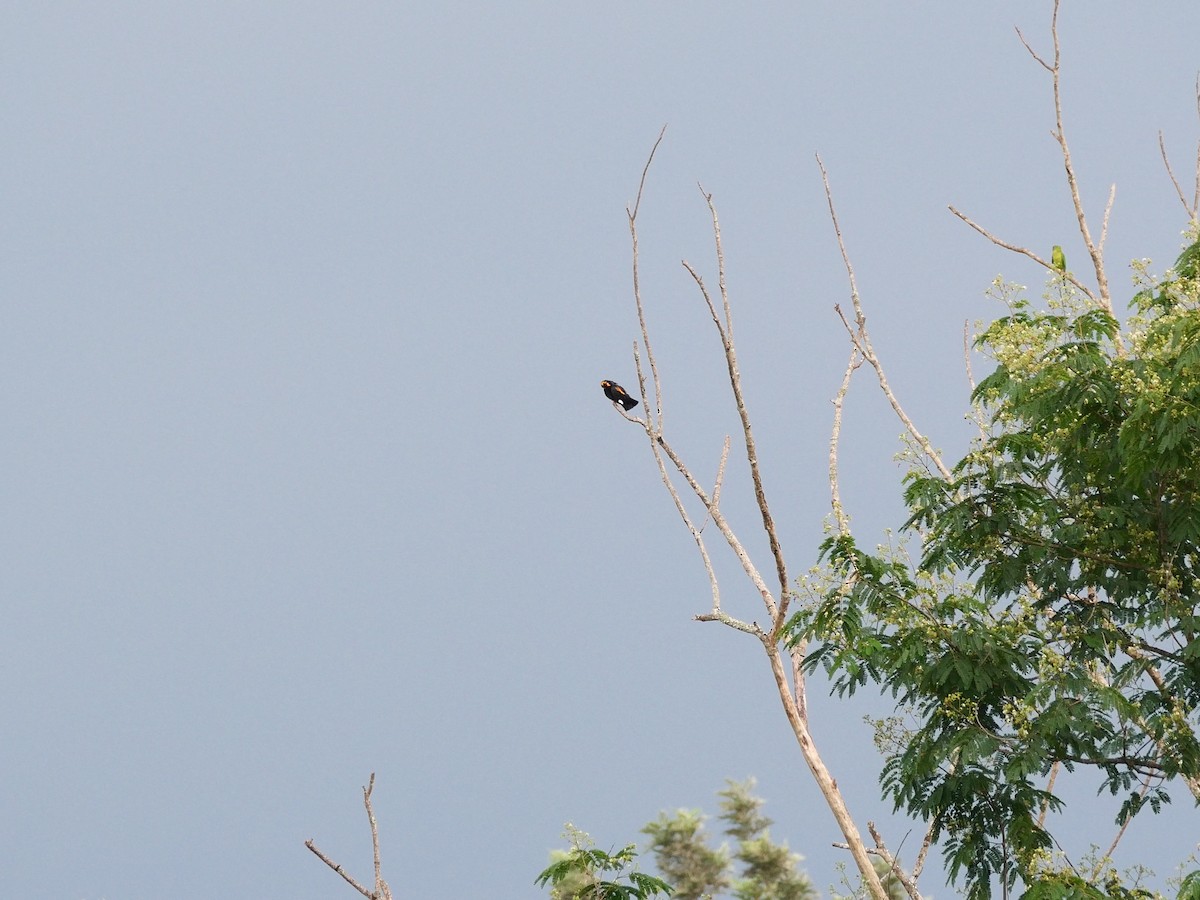 Southern Hill Myna - ML619473924